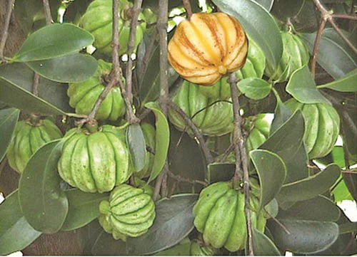 பால் இல்லா பலா... குடம் புளி!
பல்கலைக்கழகத்தின் பொங்கல் பரிசு!