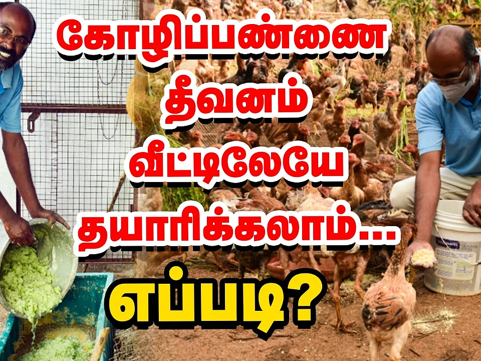 குறைவான செலவில் கோழித்தீவனம் ரெடி! | Country Chicken Feed
