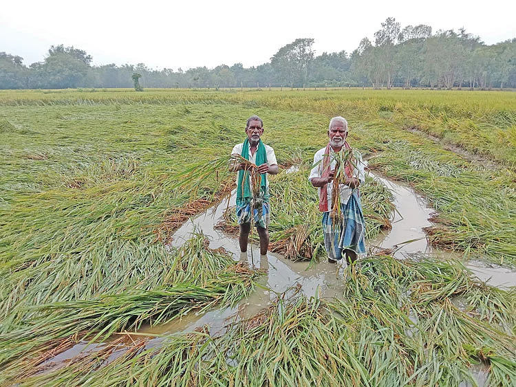 மழையால் பாதிக்கப்பட்ட நெற்பயிர்கள்
