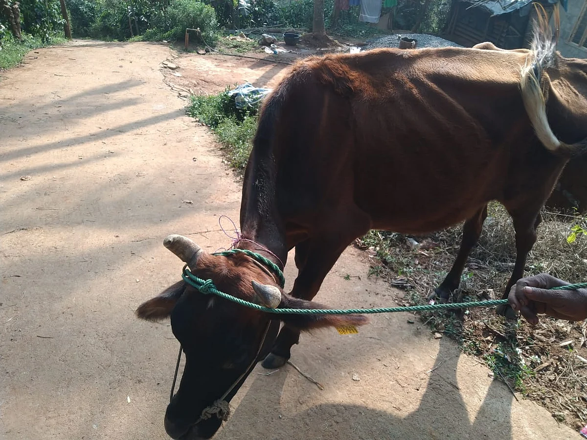 கறவை மாடுகள்