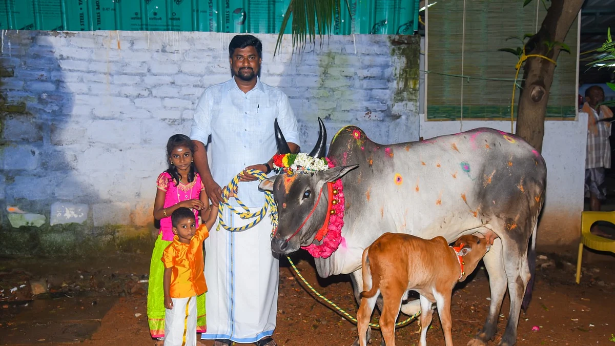 காங்கேயம் பசு மற்றும் கன்றுடன்