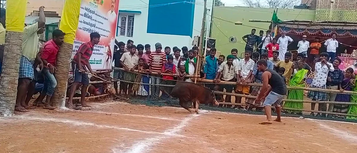 பன்றி தழுவும் போட்டி