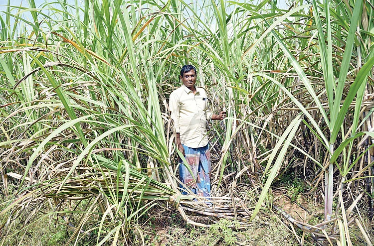கரும்புத் தோட்டம்