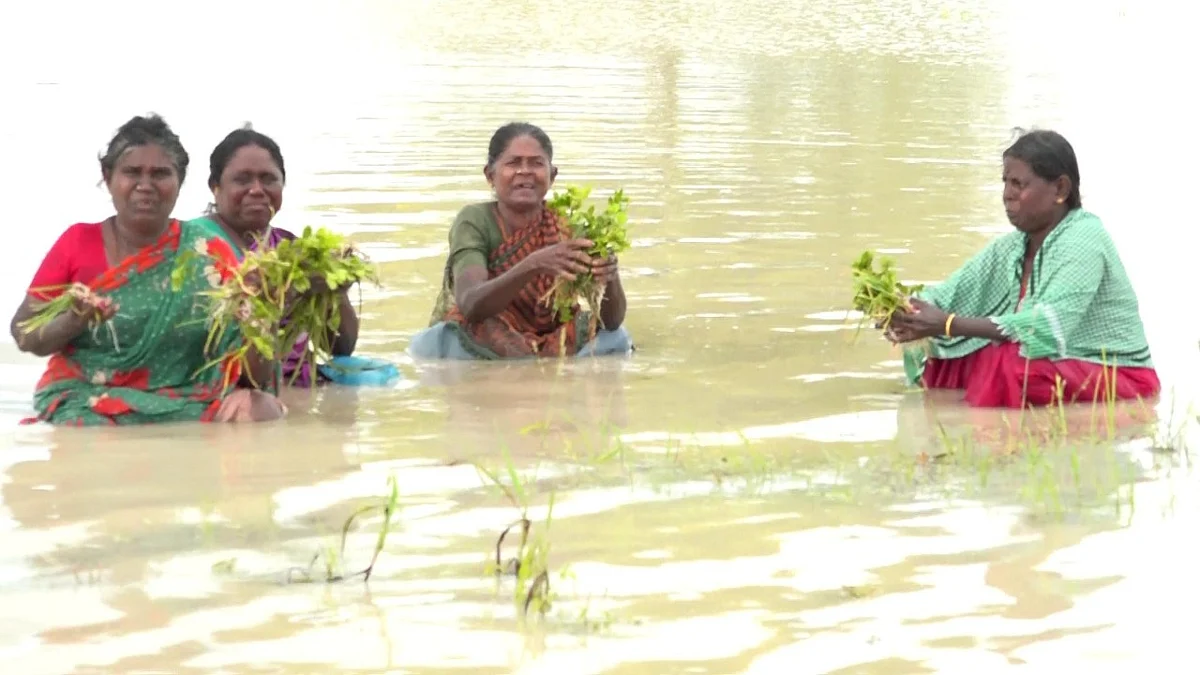 மழை நீரில் மூழ்கிய பயிர்கள்