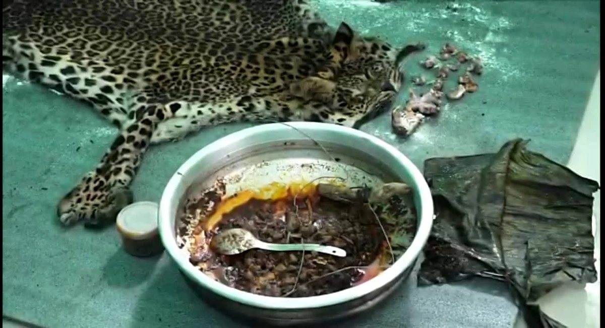 சிறுத்தையின் உடல் பாகங்கள்