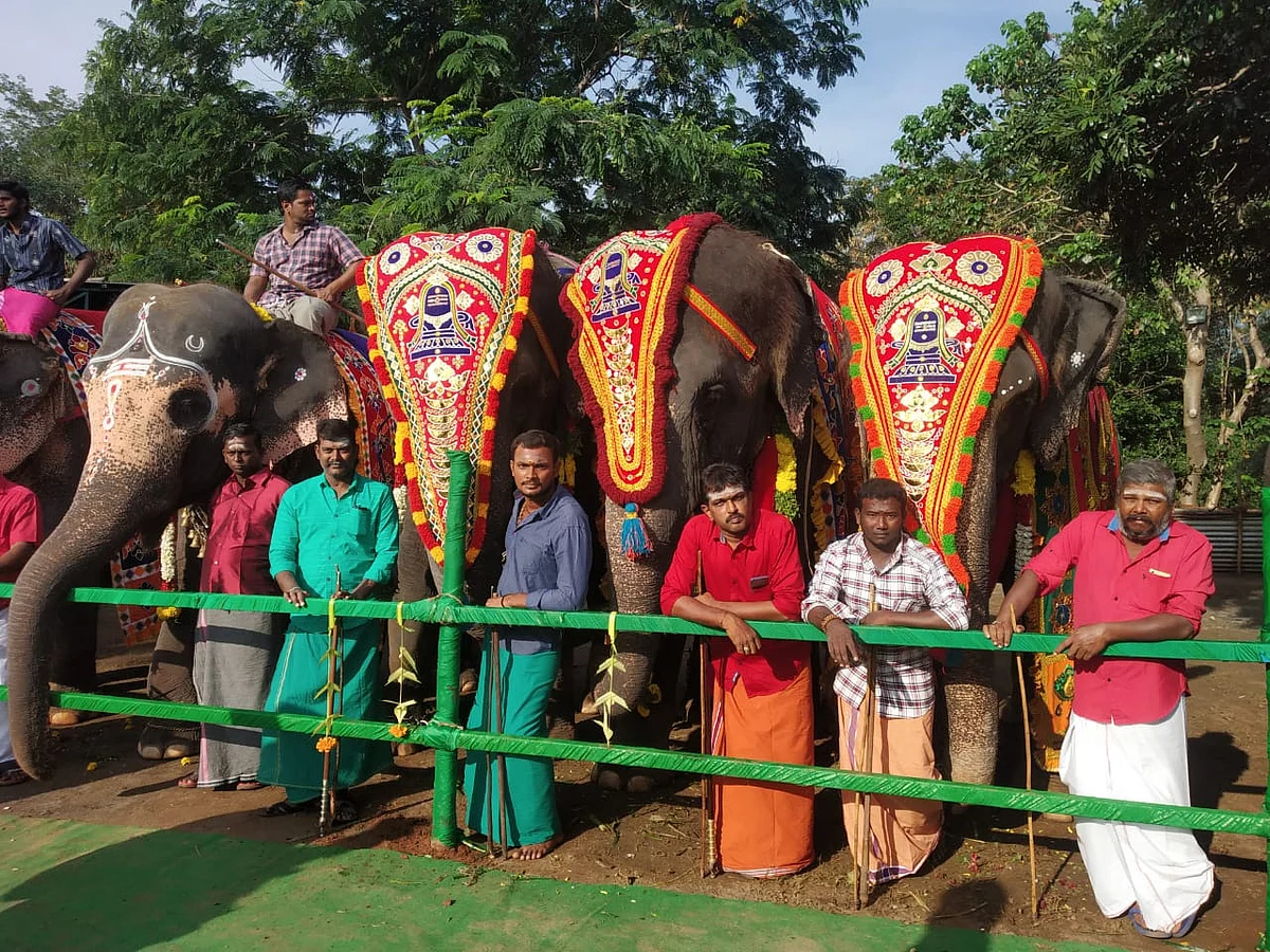 கொரோனாவால் தடைபட்ட நலவாழ்வு முகாம், அடம்பிடிக்கும் யானைகள்... எச்சரிக்கும் பாகன்கள்!