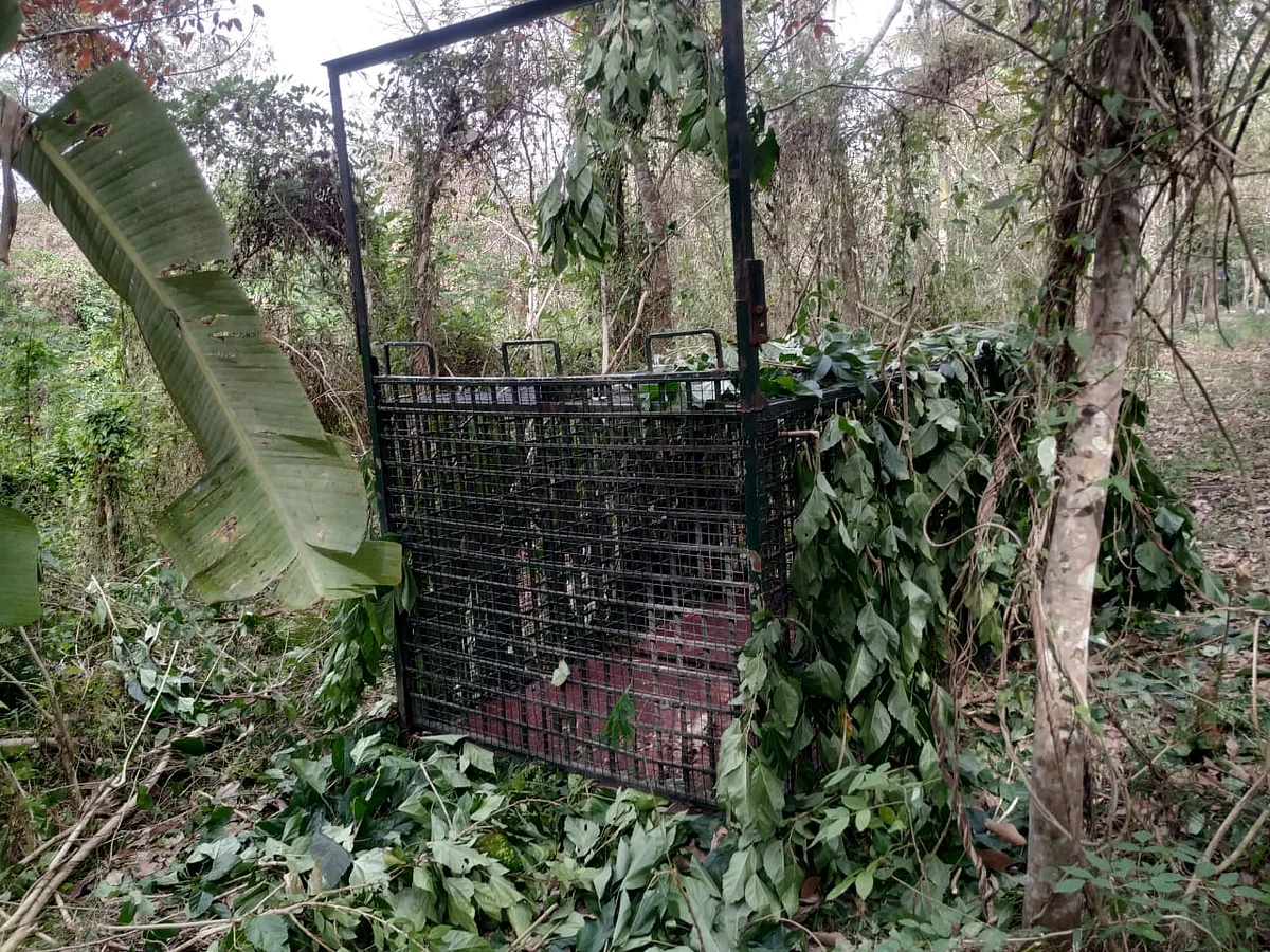 tiger searching operation