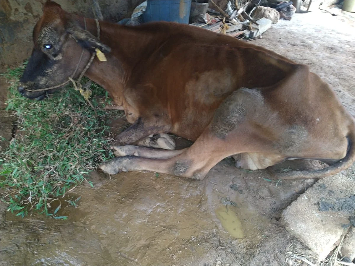 விலையில்லா கறவை மாடுகள்
