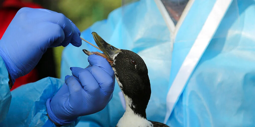 The doctor collects a swab from a duck in Jammu