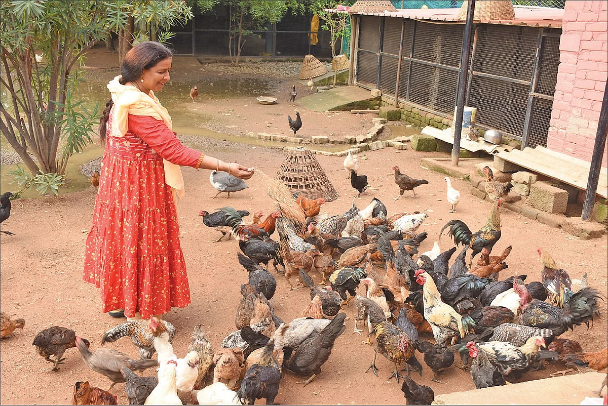 கோழிகளுக்குத் தீவனமிடும் பணியில்