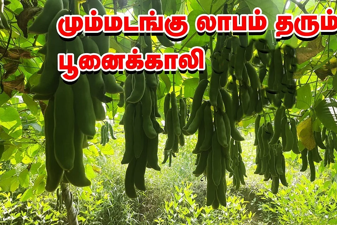 பூனைக்காலி