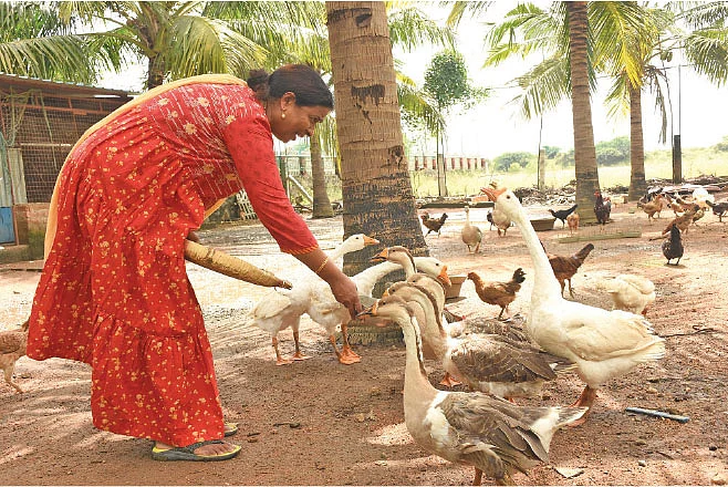 கூஸ் வாத்துகளுடன்