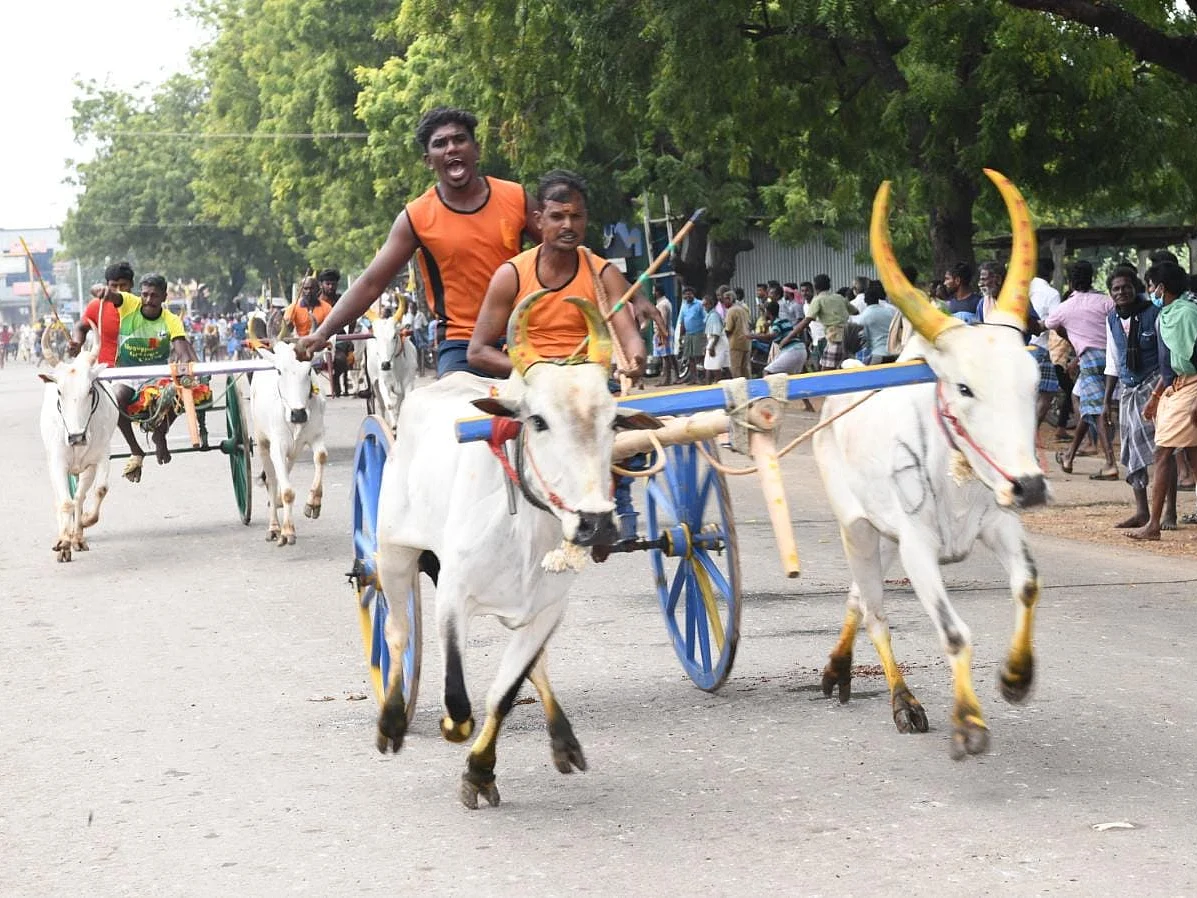 மகாராஷ்டிரா: 4 ஆண்டுகளுக்கு பிறகு மீண்டும் மாட்டுவண்டிப்போட்டி - சுப்ரீம் கோர்ட் அனுமதி!
