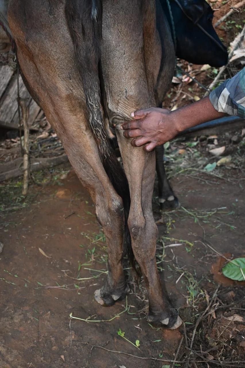 விலையில்லா கறவை மாடுகள்