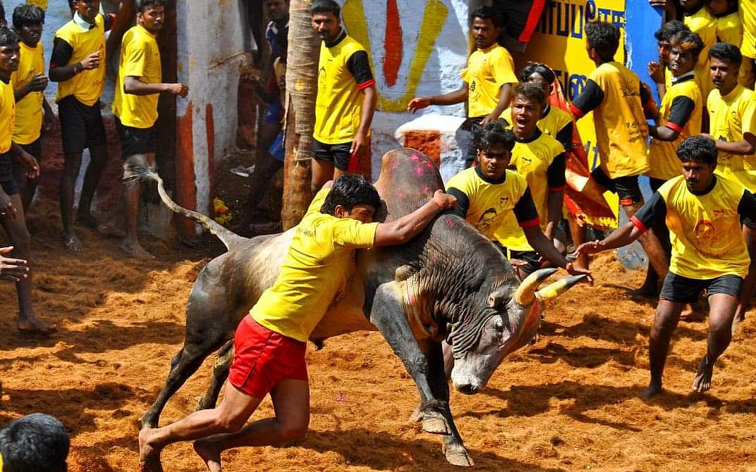 ஜல்லிக்கட்டு காளைகள்... வாடிவாசலில் கெத்து காட்ட எதெல்லாம் அவசியம்?