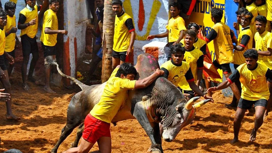 ஜல்லிக்கட்டு