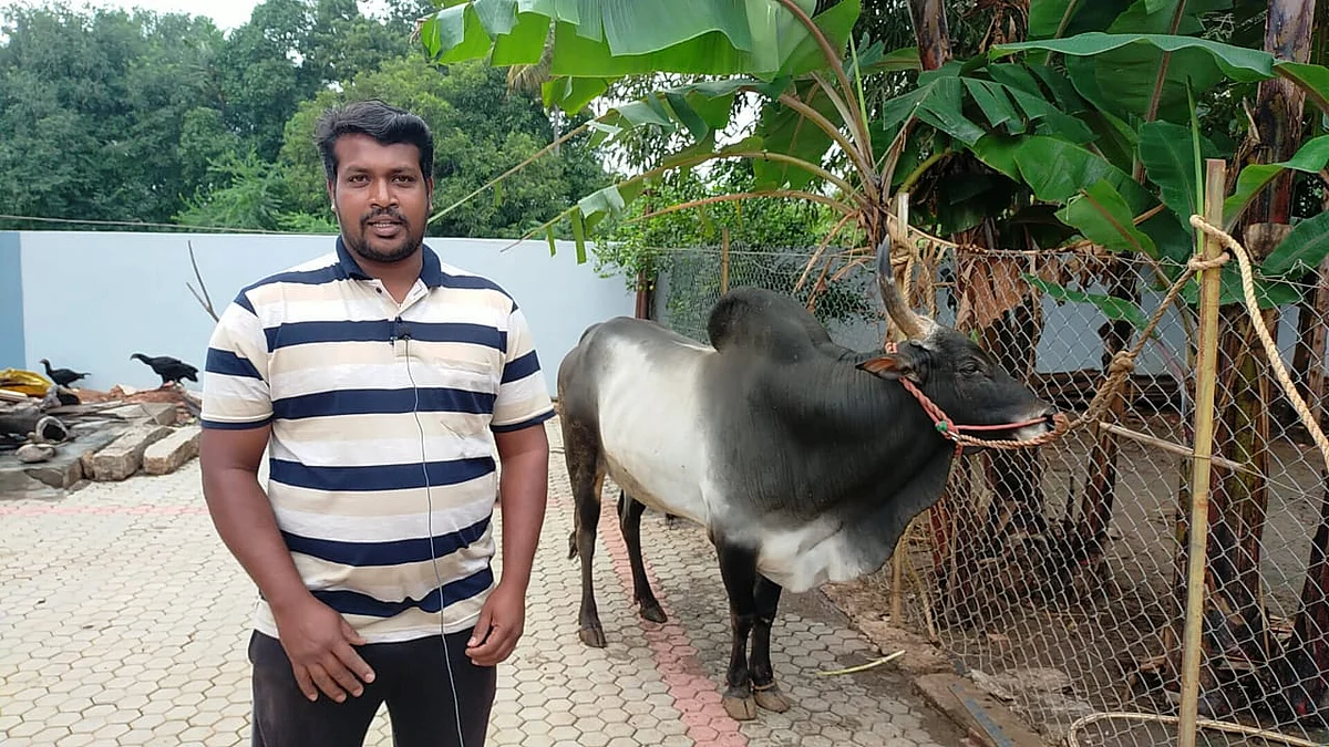 காளையுடன் கார்த்தி