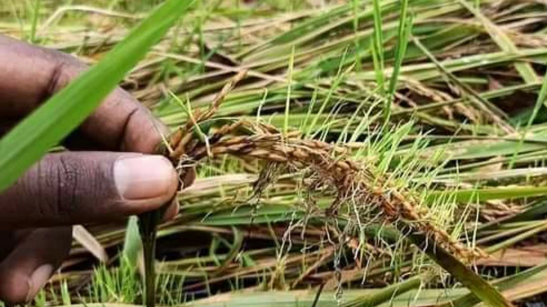 நெற்பயிர்கள்