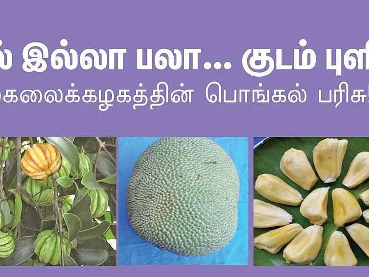 பால் இல்லா பலா