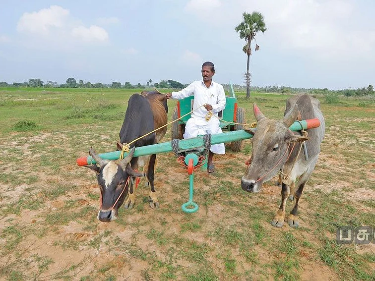 கட்டாந்தரையைக் கழனியாக்கிய உம்பளச்சேரி மாடுகள்!