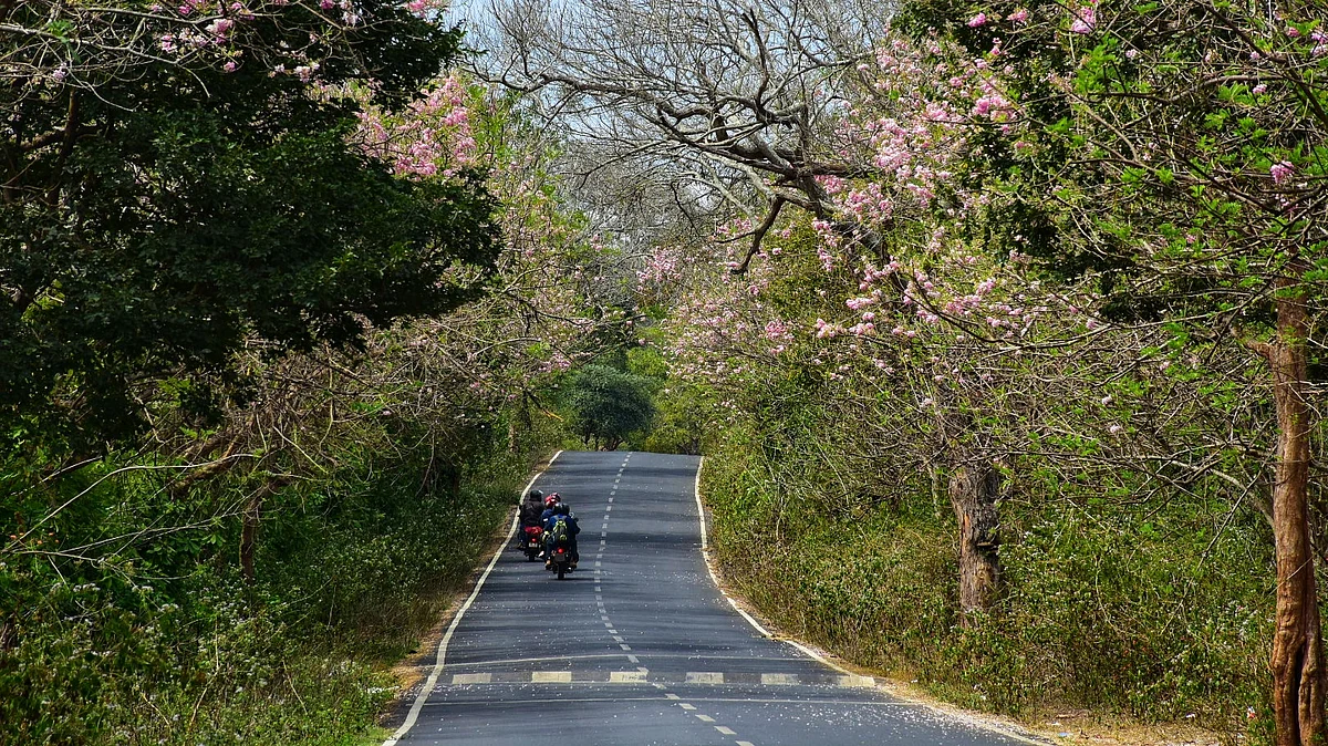 முதுமலை புலிகள் காப்பகம்