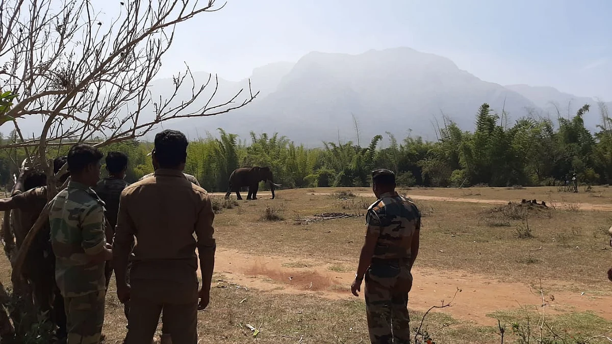 காயமடைந்த யானை