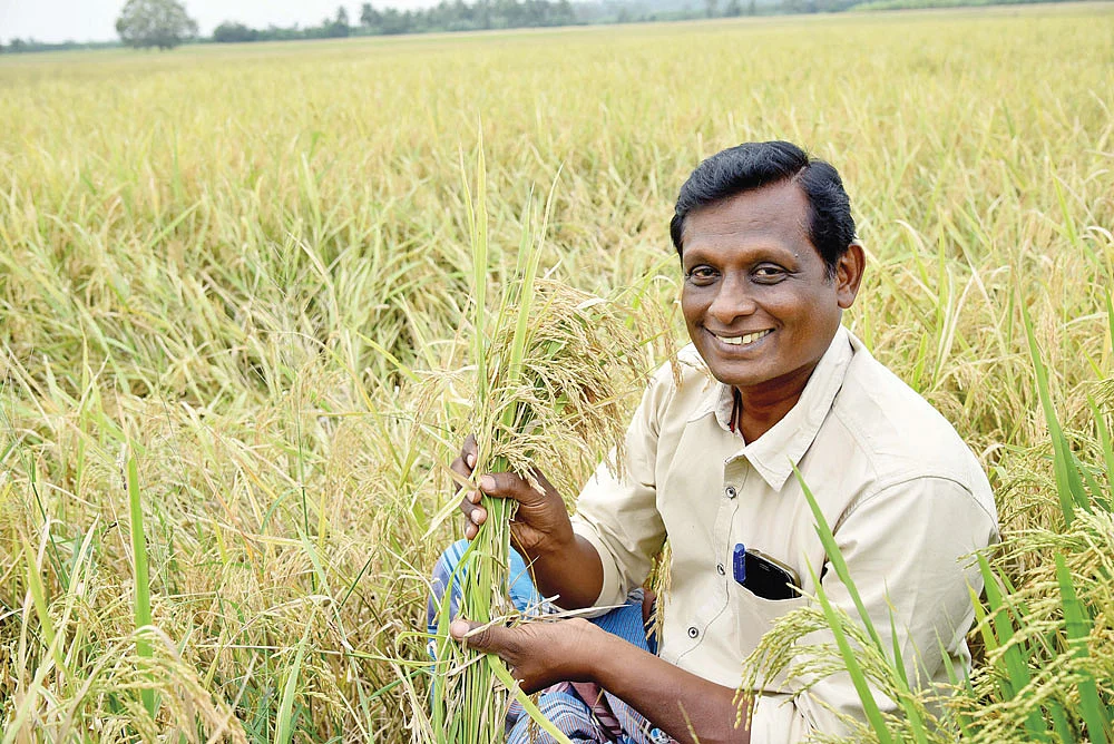 நெல் வயலில் கண்ணன்
