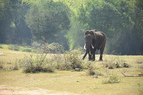 wounded elephant