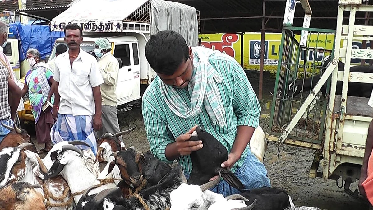 ஆடு விற்பனை