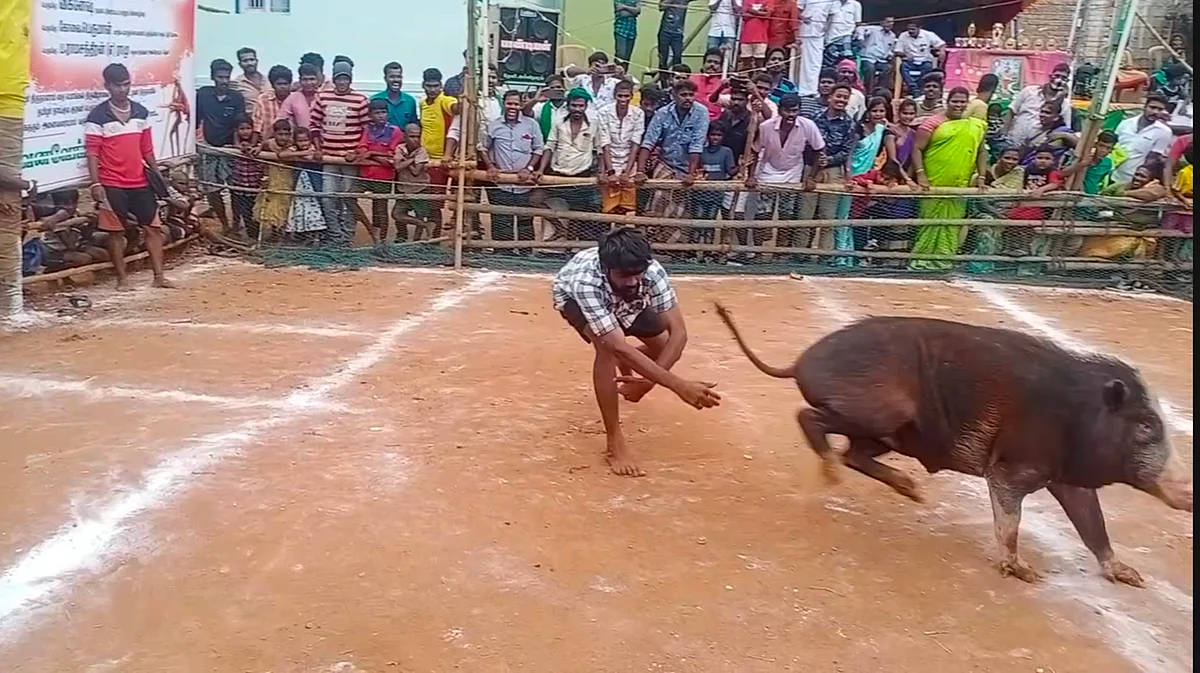 பன்றி தழுவும் போட்டி