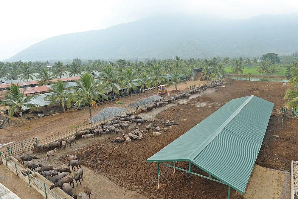 கோசாலையின் வெளிப்புறத் தோற்றம்