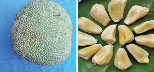 பால் இல்லா பலா... குடம் புளி!
பல்கலைக்கழகத்தின் பொங்கல் பரிசு!