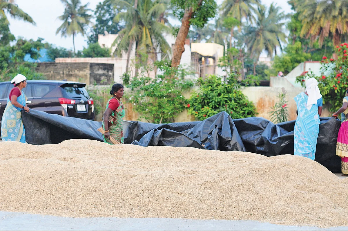 நெல் காய வைக்கும் பணியில்