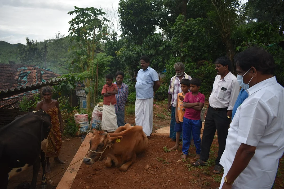 விலையில்லா கறவை மாடுகள்