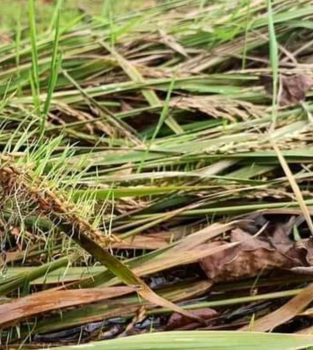 தொடர் மழையால் பாதிக்கப்பட்ட பயிர்கள்... பொங்கல் நேரத்தில் டெல்டா விவசாயிகளுக்கு நேர்ந்த சோதனை!
