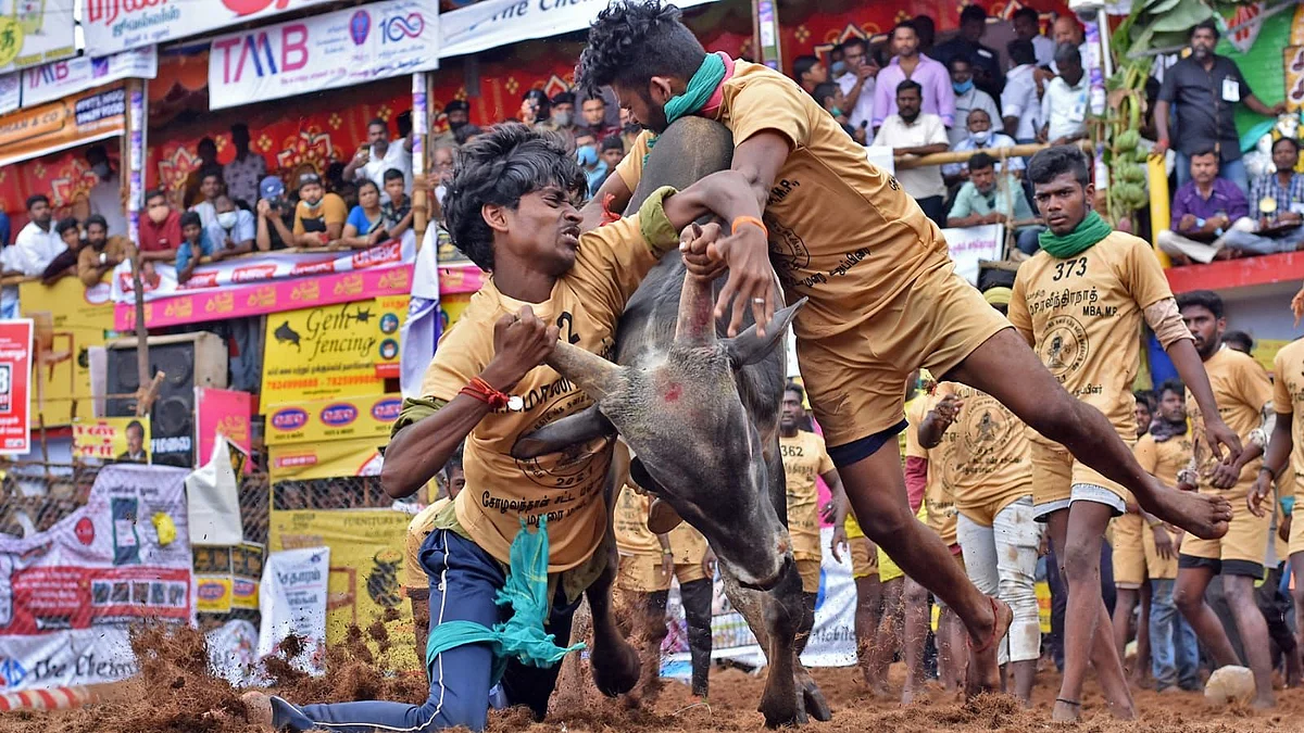 ஜல்லிக்கட்டு