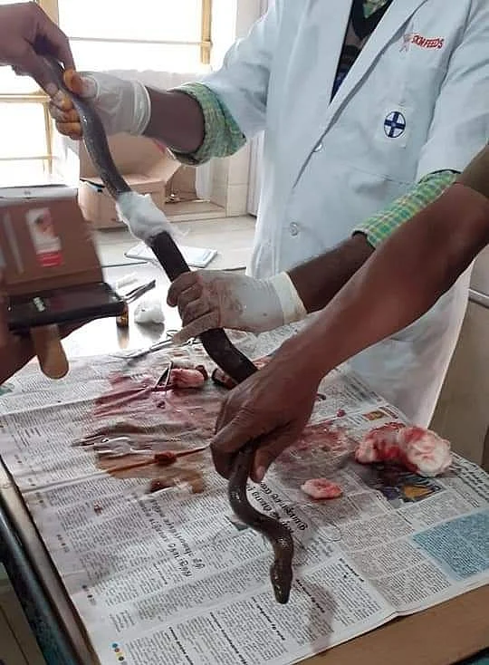snake rescue