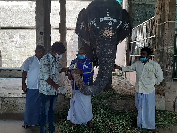 யானைக்கு கொரோனா பரிசோதனை