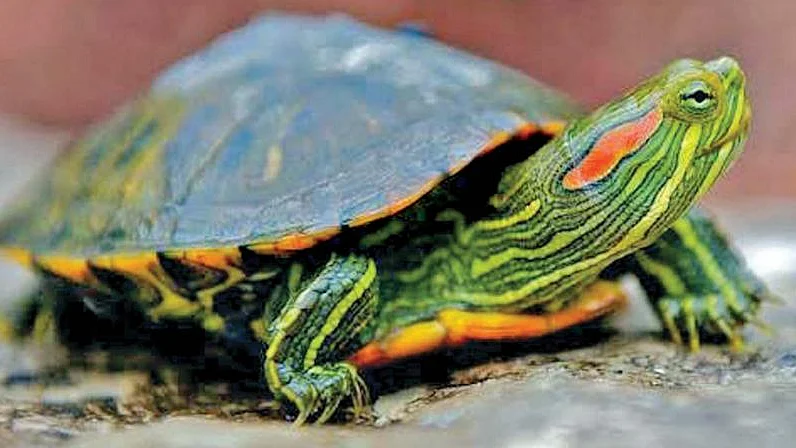 Red-eared slider turtle