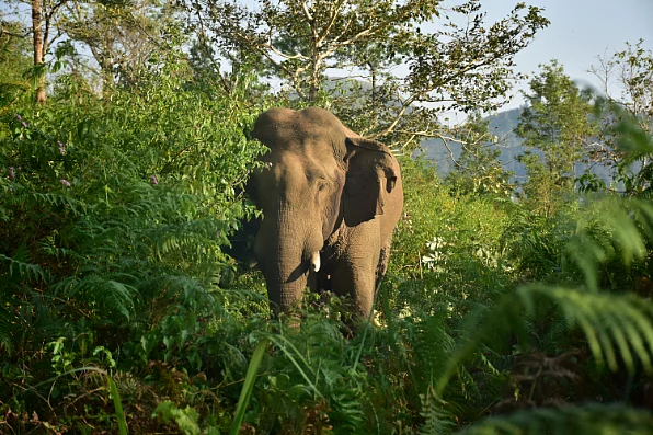 உடைந்த கொம்பன்