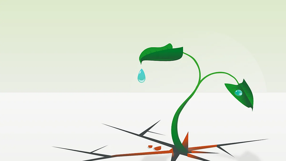 Plant