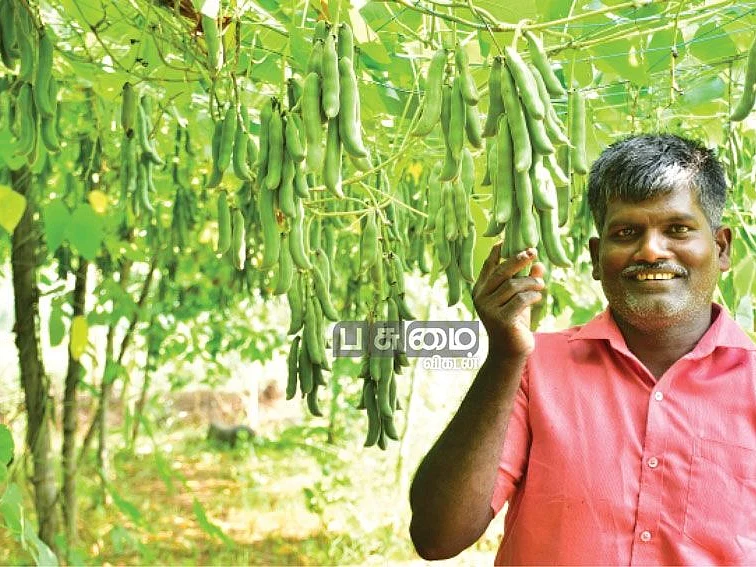 25 சென்ட்... 8 மாதங்கள்... 89,000 ரூபாய்... அசத்தும் பூனைக்காலிச் சாகுபடி!