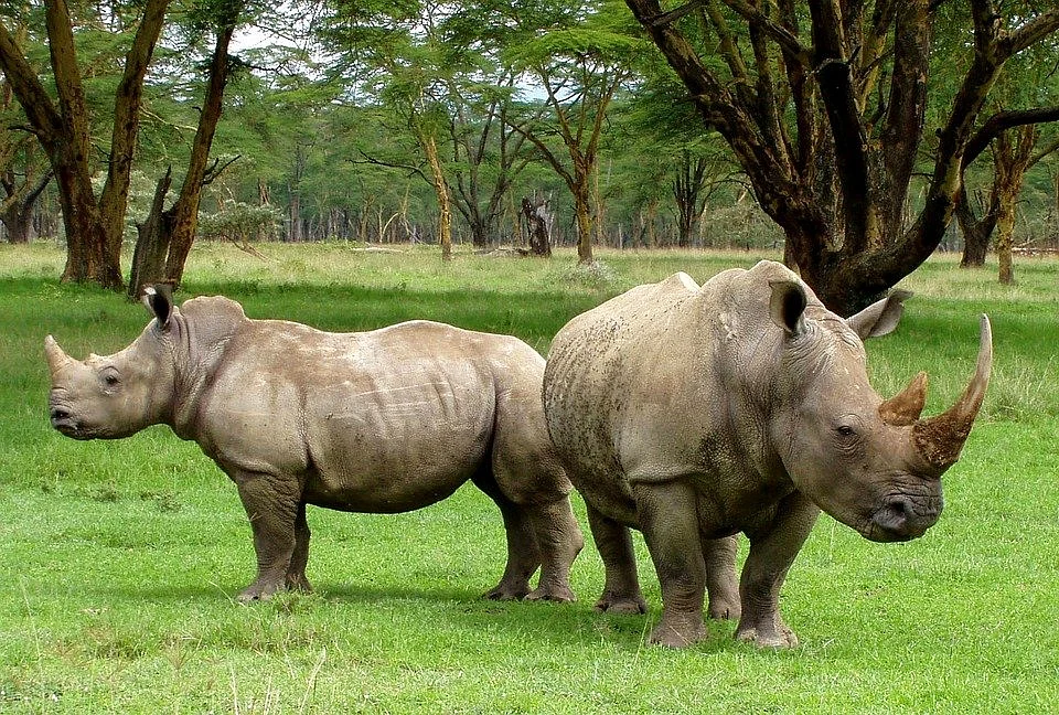 White Rhinos | Nakuru National Park, Kenya