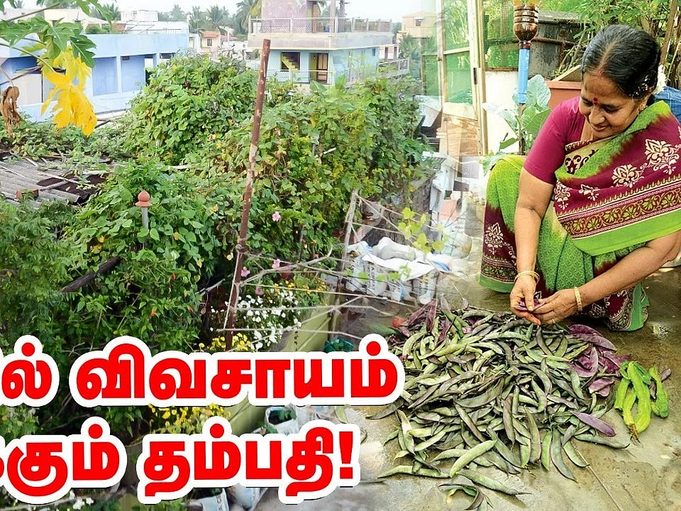 விதவிதமான காய்கள்