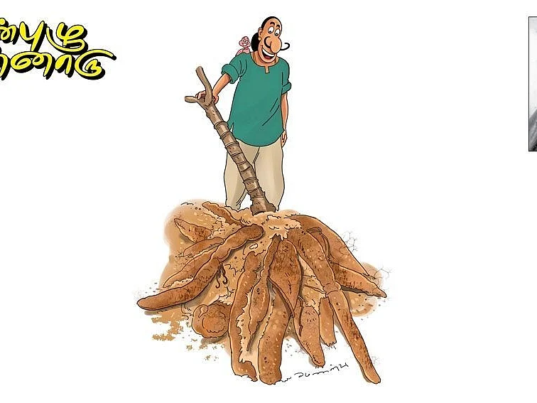 ஜாவா அரிசியை விரட்டிய சேலம் அரிசி! - இது மரவள்ளிக் கிழங்கின் கதை!