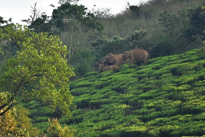 ஆபரேஷன் புரோக்கன் டஸ்கர்