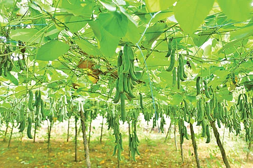 பூனைக்காலித் தோட்டம்