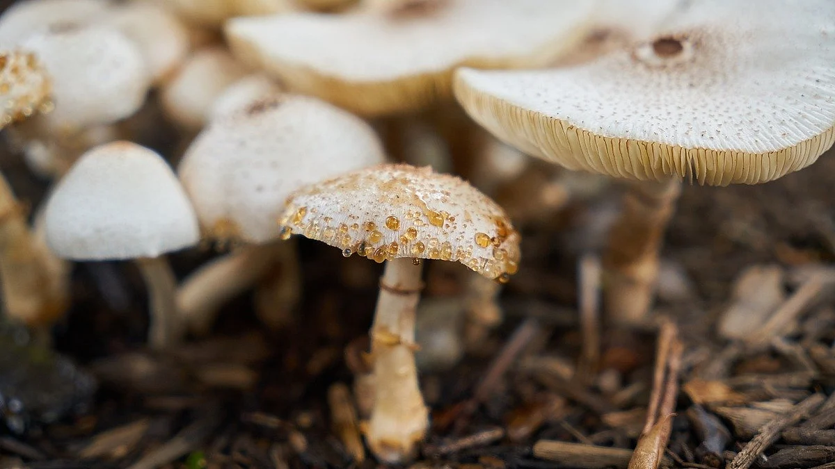 Mushroom