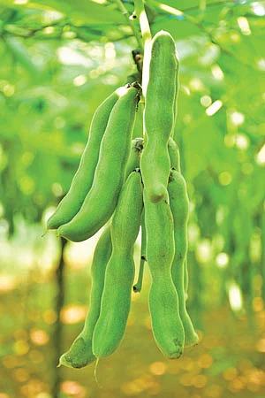 பூனைக்காலி