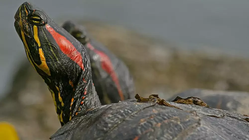 Red-eared slider turtle